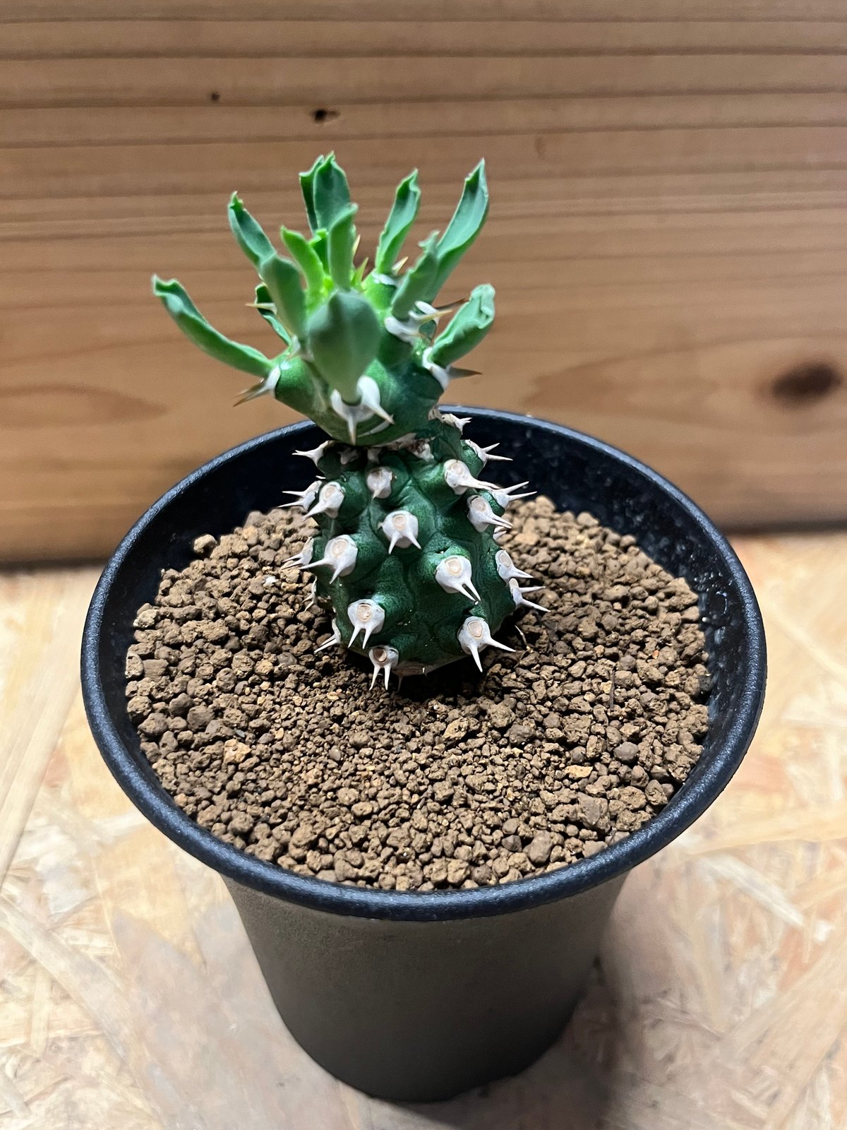 【珍品】ユーフォルビア トム綴化 cv. 'Tom' f.crist 多肉植物 珍品】ユーフォルビア トム綴化 cv. 'Tom' f.crist 多肉植物
