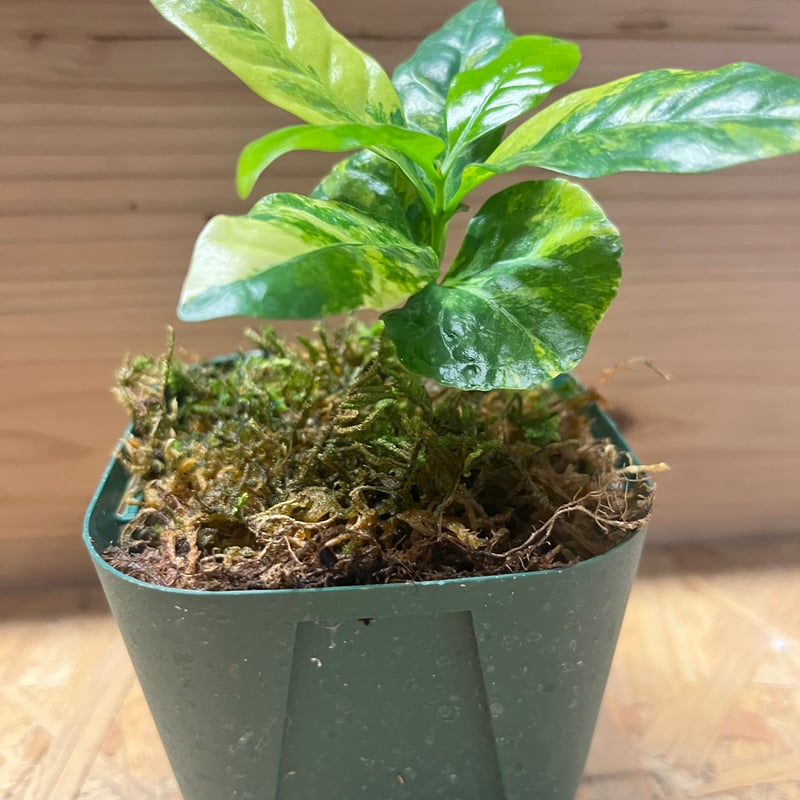 斑入り コーヒーの木 斑入り葉の植物の中でも だーいぶ大好きな植物✨ コーヒーの木斑入り