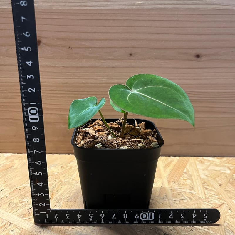 アンスリウム ホフマニー×Carlablackiae | GREEN LUCK