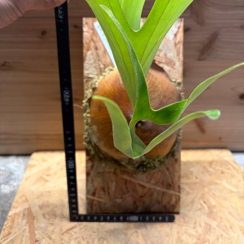 ビカクシダ アルシコルネ アフリカ | GREEN LUCK