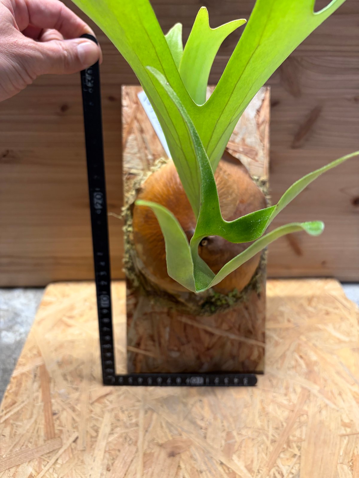 アルシコルネ　アフリカ ビカクシダ アルシコルネ アフリカ | GREEN LUCK