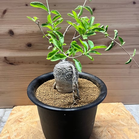 CATEGORY 多肉植物 塊根植物 | GREEN LUCK