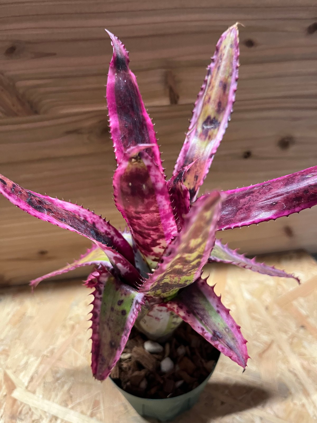 エクメア オーランディアナ エンサイン | GREEN LUCK