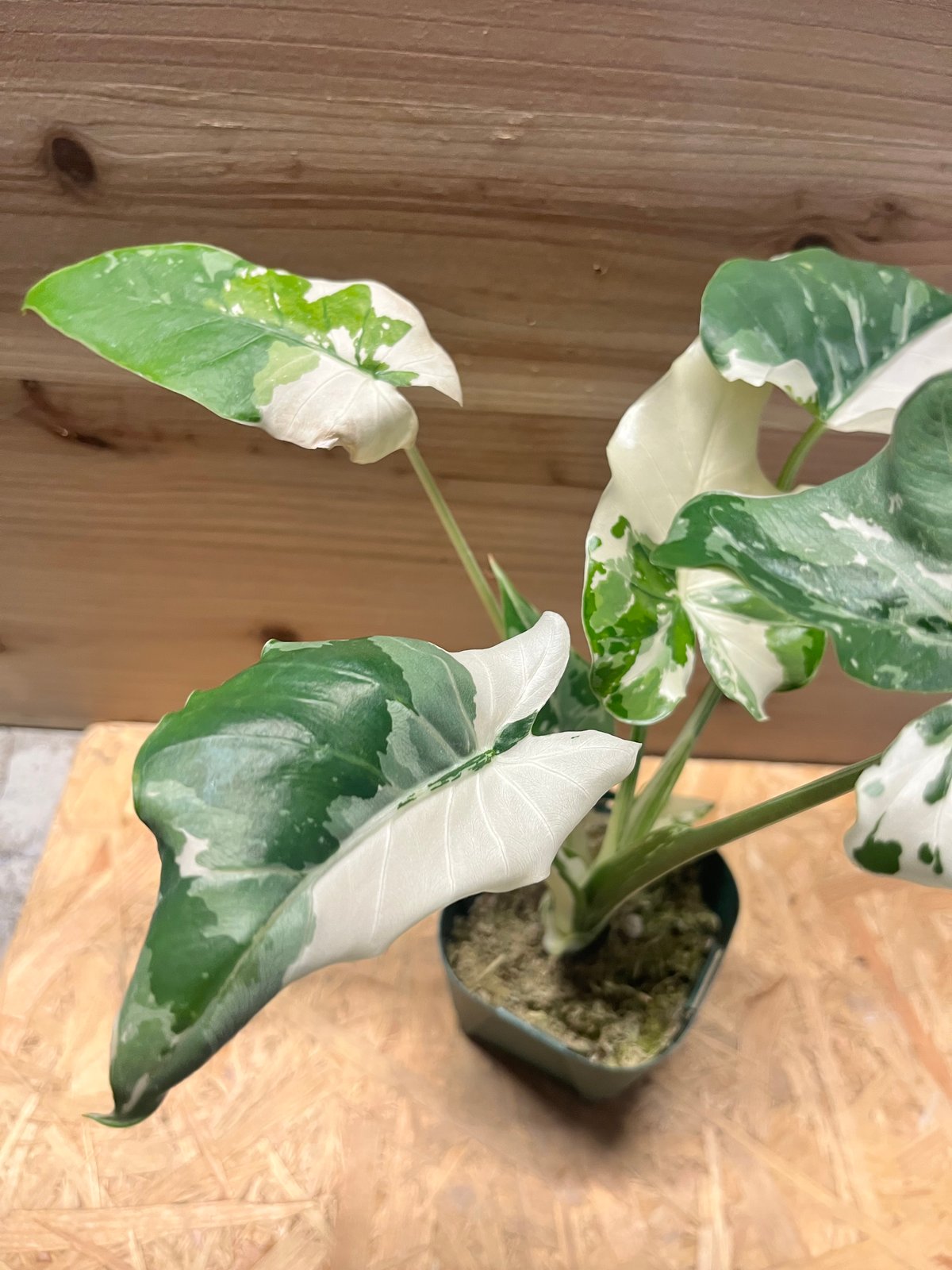 アロカシア オドラ クワズイモ 斑入り | GREEN LUCK