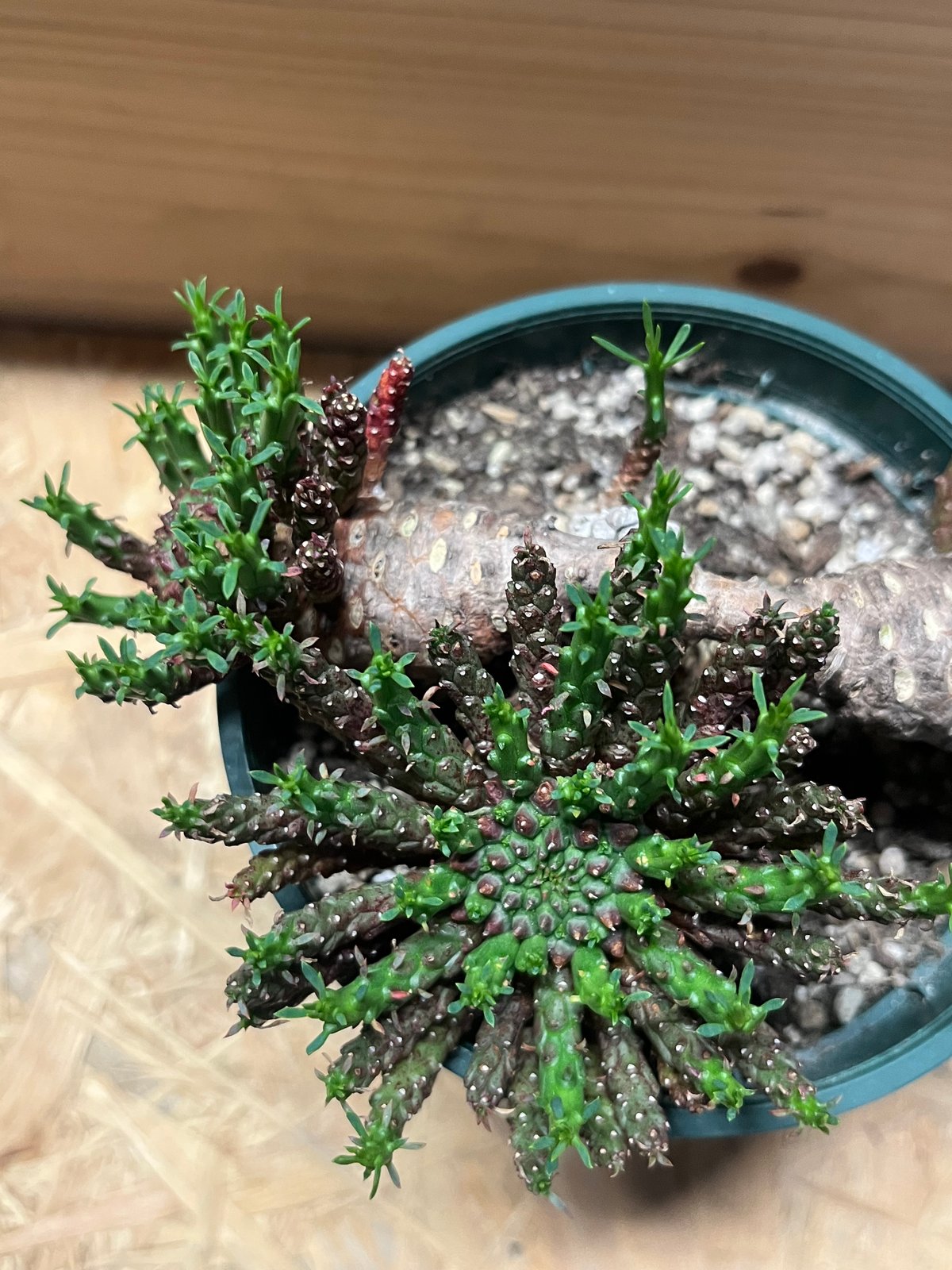 ユーフォルビア フラナガニー | GREEN LUCK