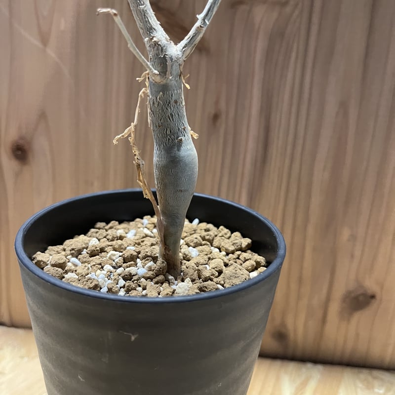 塊根植物　ブルセラ　スコレッチテンダリ Bursera フラワー・ガーデニング 塊根植物 ブルセラ スコレッチテンダリ