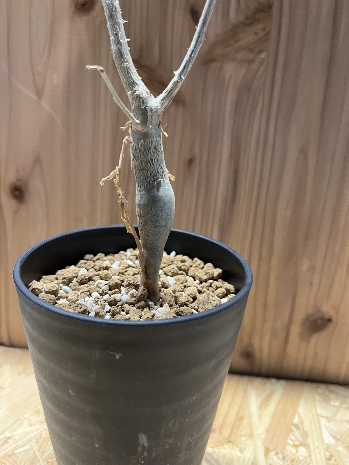 ブルセラ ファガロイデス | GREEN LUCK