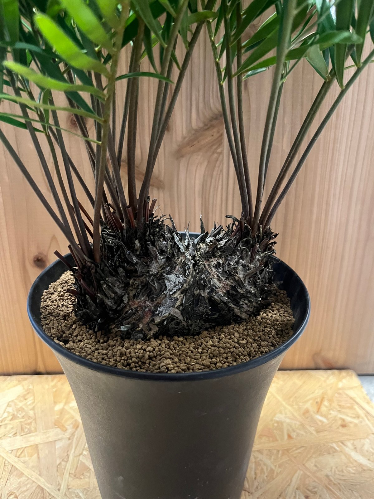 ザミア フロリダーナ | GREEN LUCK