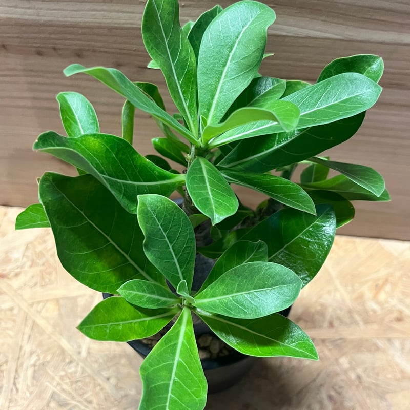 アデニウム 'ブラックゴジラ' | GREEN LUCK