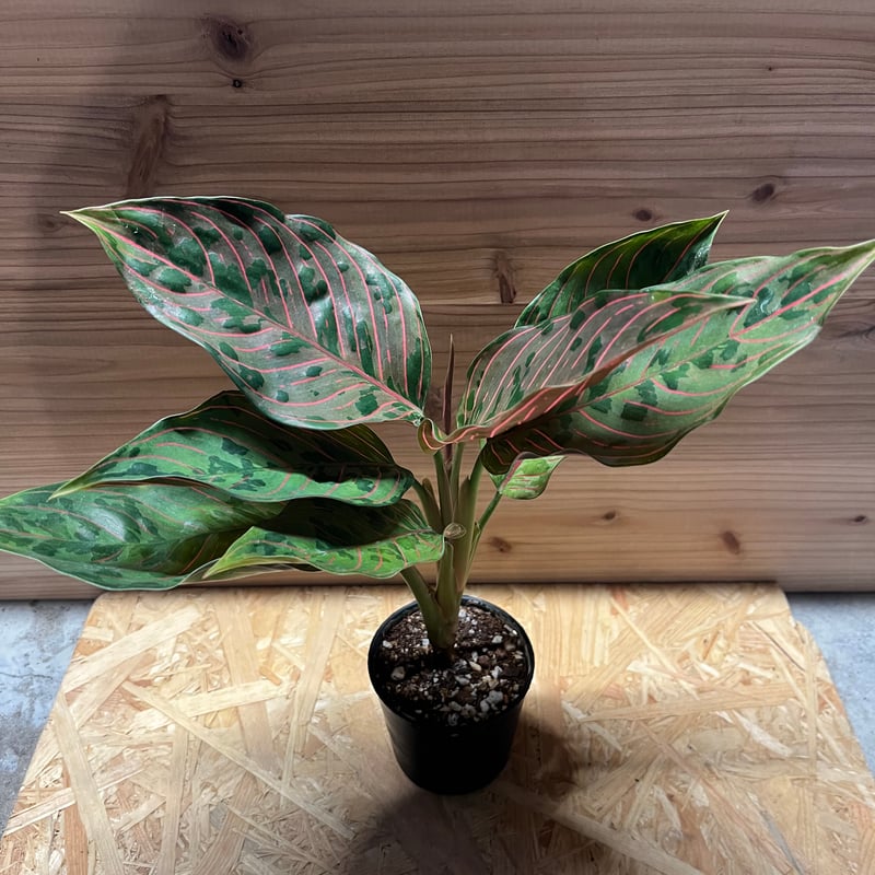 アグラオネマ レッドアーミー | GREEN LUCK