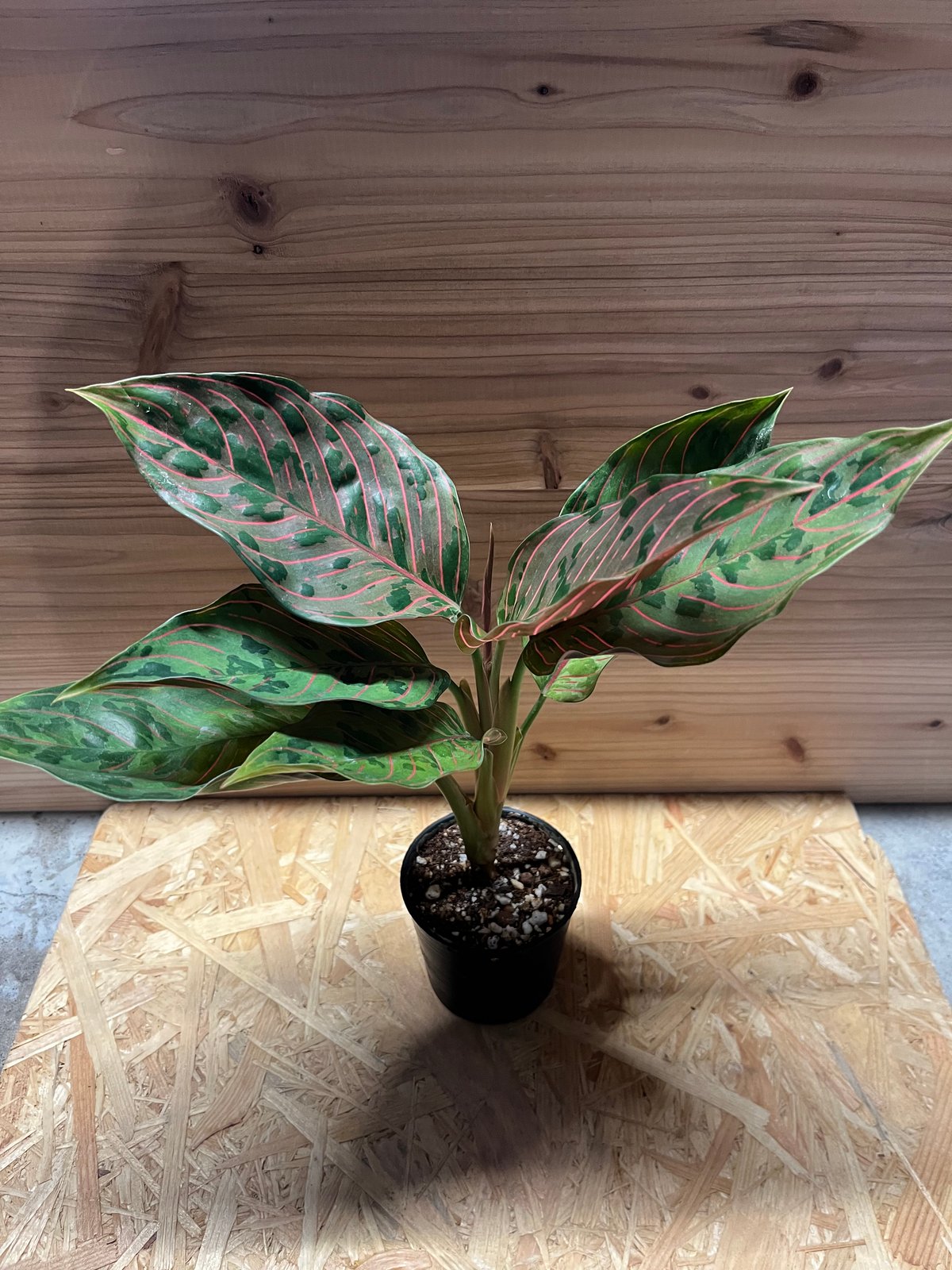 アグラオネマ レッドアーミー | GREEN LUCK