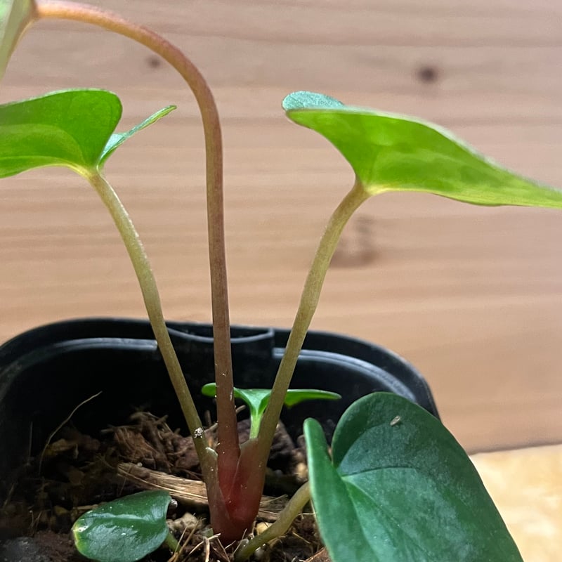 アンスリウム　(パピリラミナム × サブシグナツム) x ポーティラエ アンスリウム (パピリラミナム × サブシグナツム) x ポーティラエ