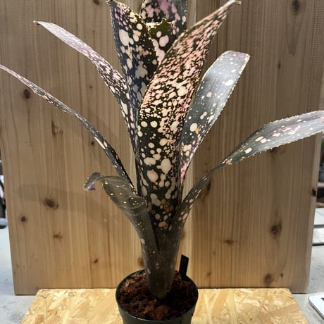 ドミンゴスマルティンス | STORES