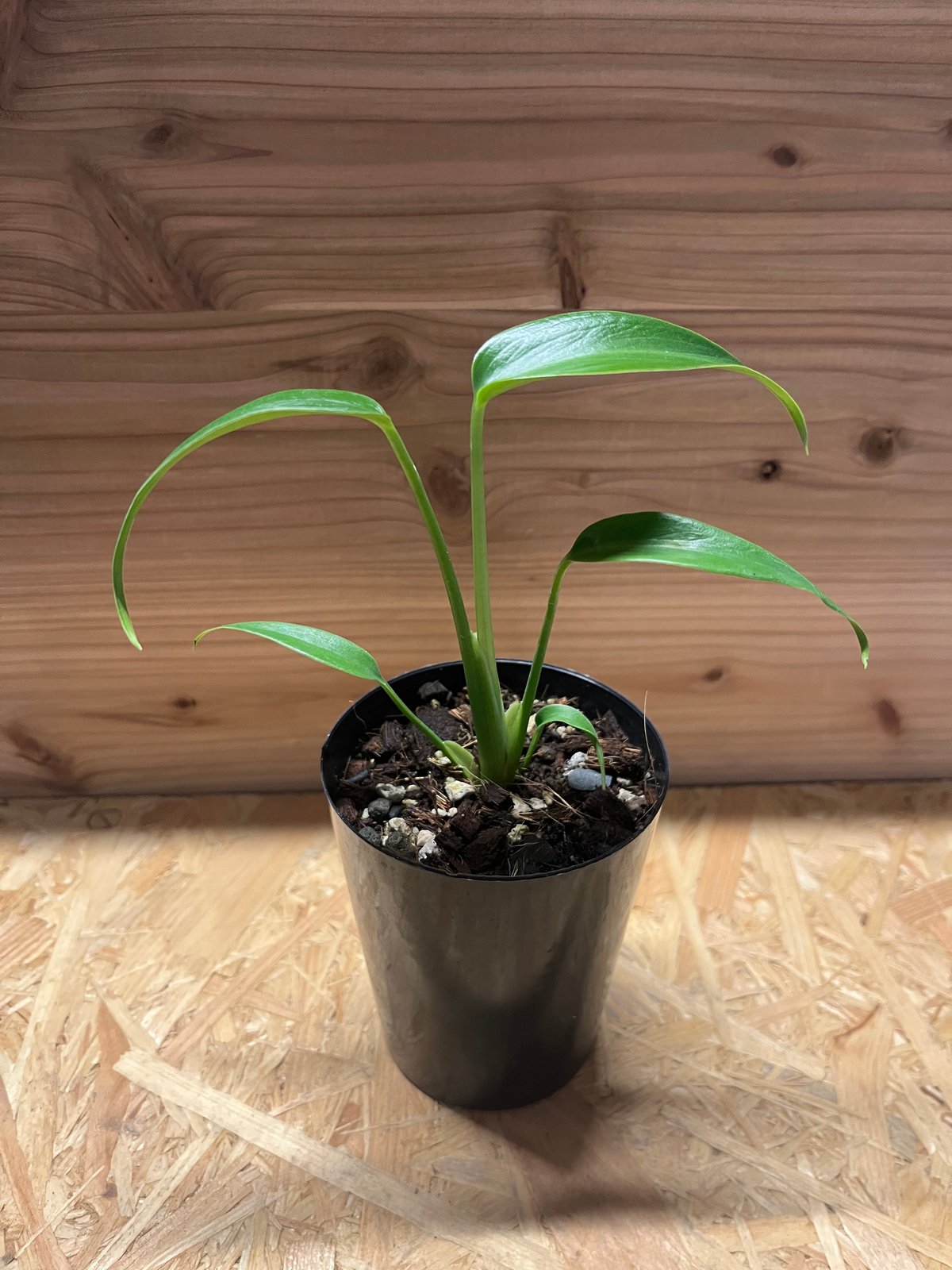 Burle marx,s flameバールマルクスフレームディラセラータ2