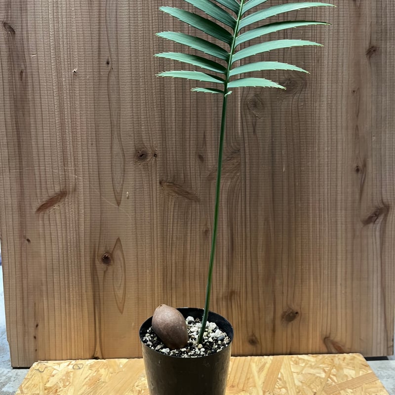 ディオーン スピヌロスム | GREEN LUCK