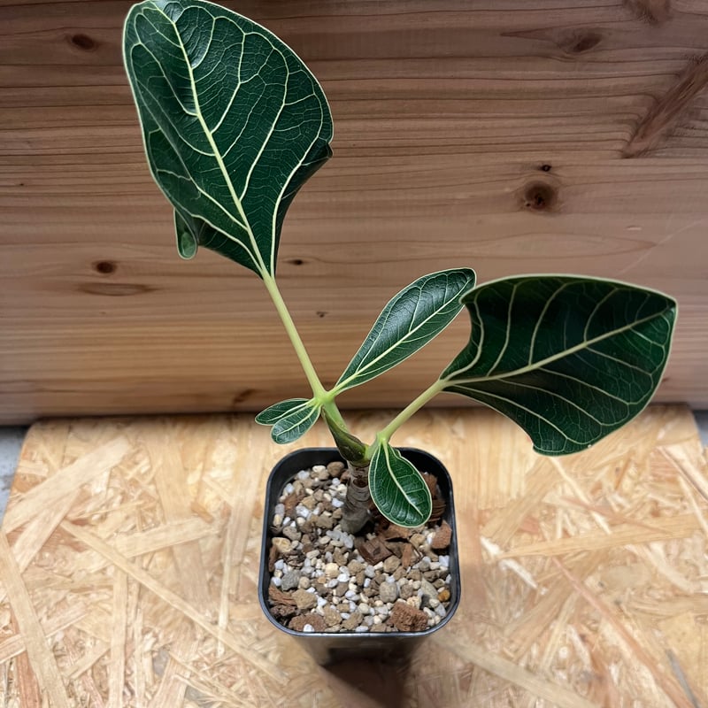 フィカス　クリシュナ　7号鉢 フィカス クリシュナ 7号鉢 観葉植物｜www.hugolighting.co.nz