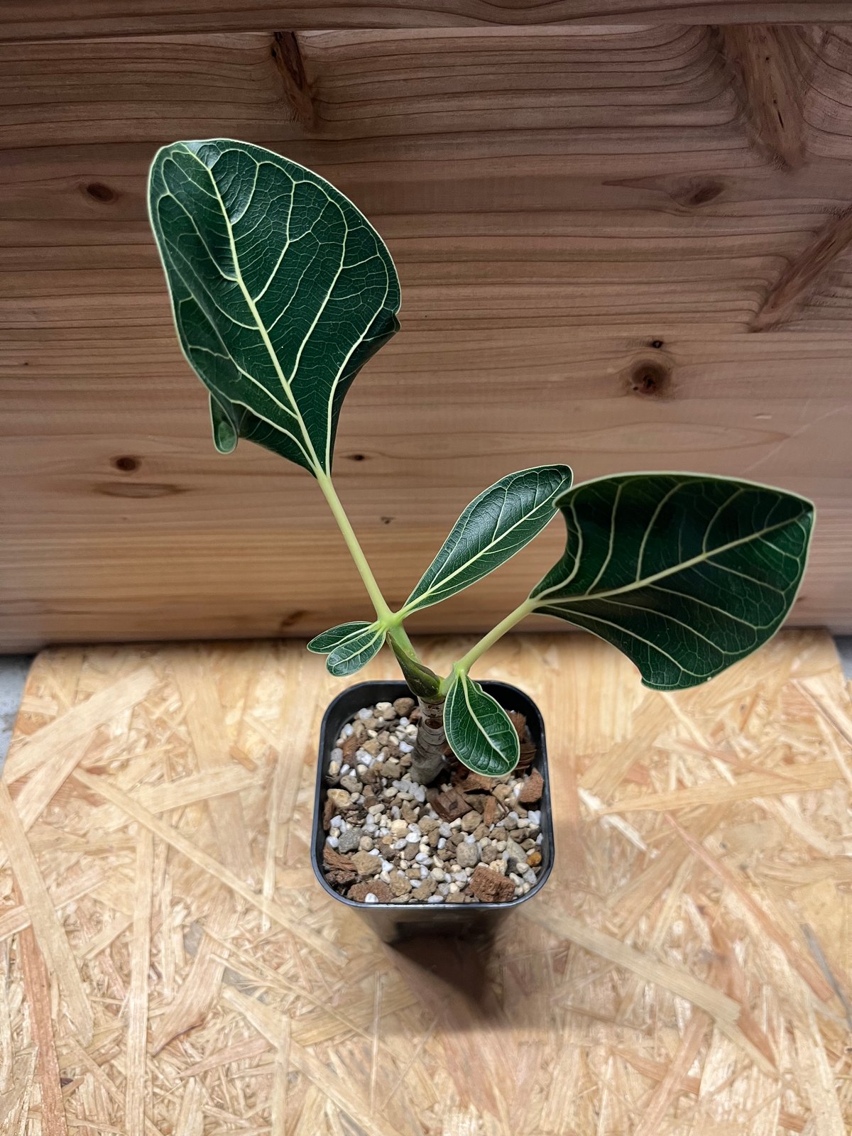 フィカス クリシュナボダイジュ | GREEN LUCK