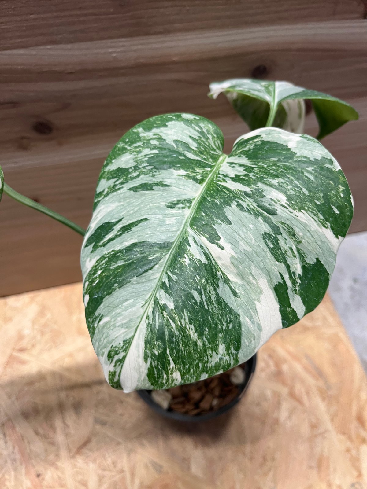 斑入りモンステラ ボルシギアナ バリエガータ | GREEN LUCK