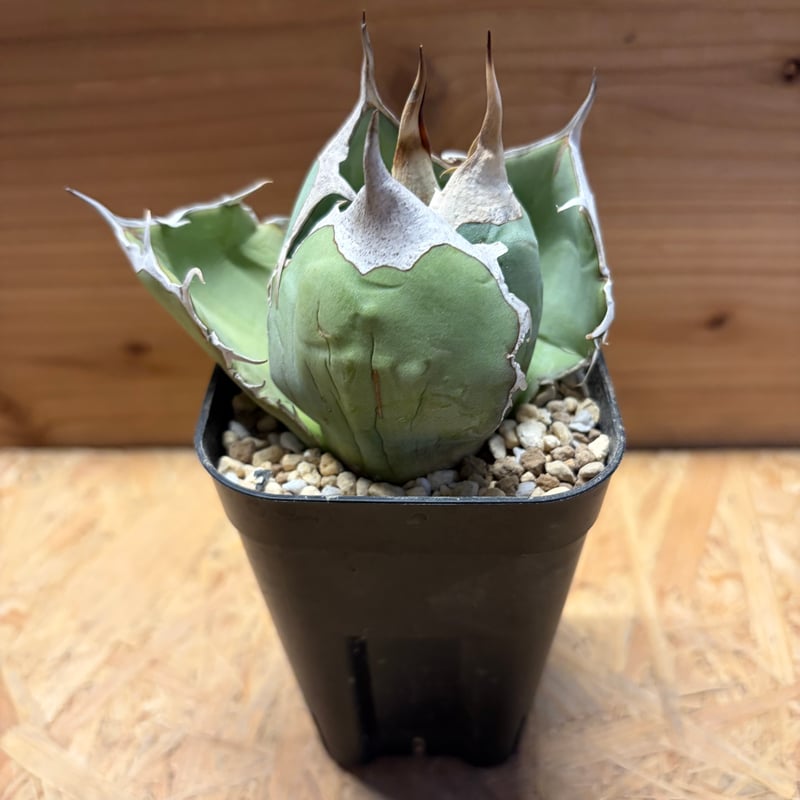 アガベ オテロイ オアハカ | GREEN LUCK