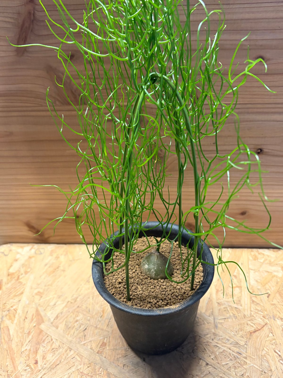 ボウィエア ボリュビリス 蒼角殿 3球植え 素焼き鉢植え ボウィエア ボルビリス 蒼角殿 | GREEN LUCK