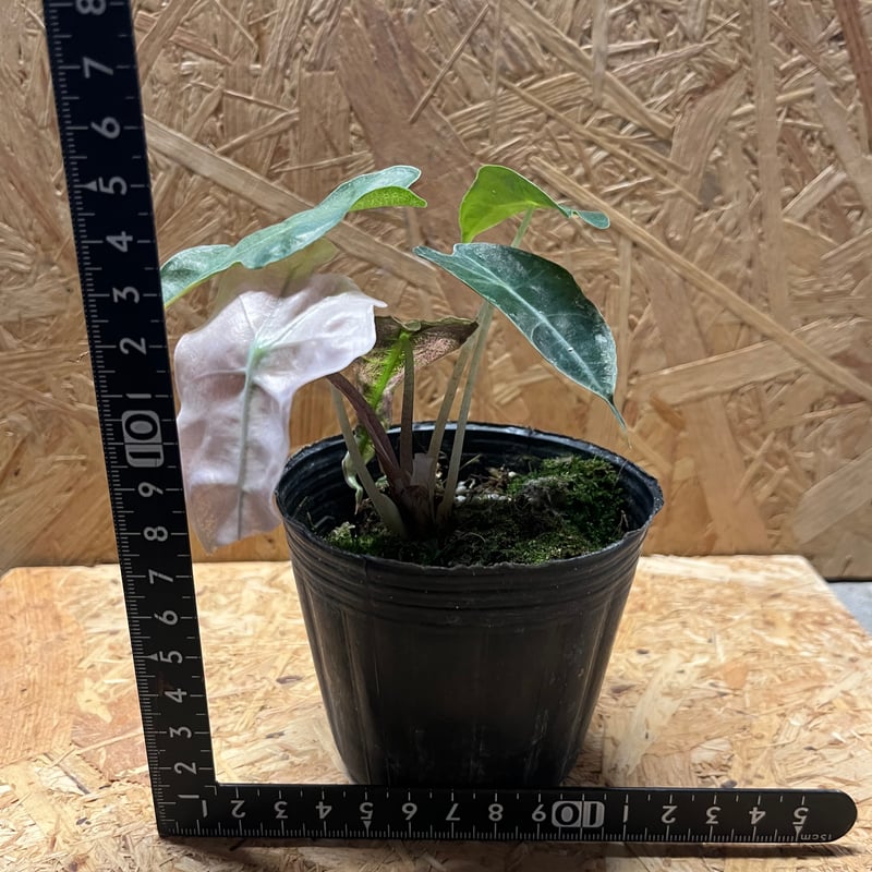 アロカシア アマゾニカ バリエガータ | GREEN LUCK