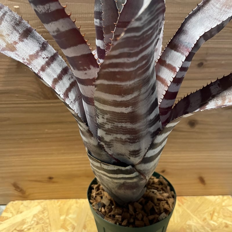 エクメア チャンティニー ブラックアイス | GREEN LUCK