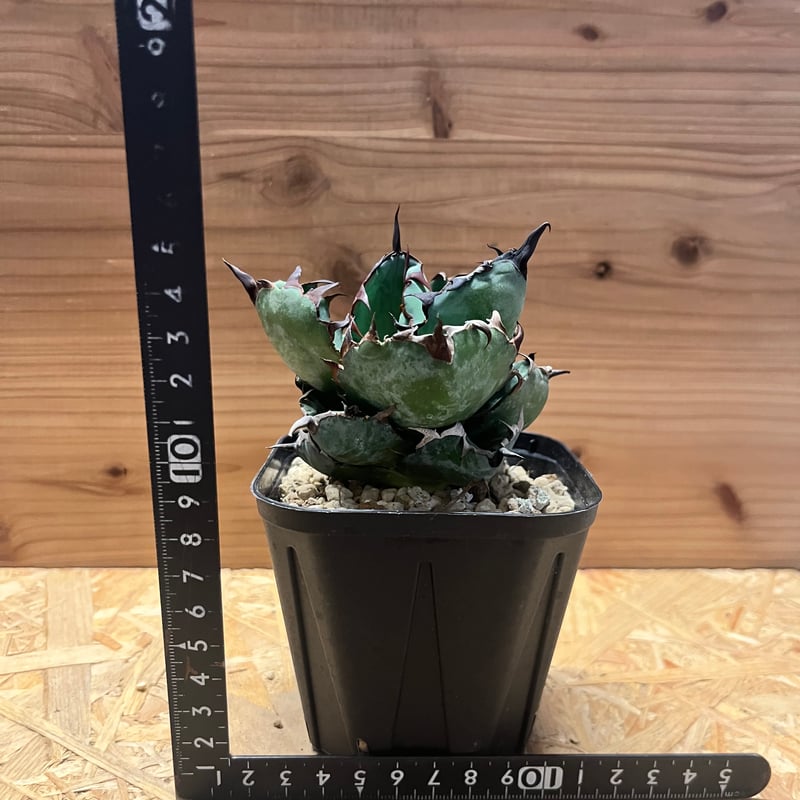 アガベ チタノタ 'ブラックアンドブルー' | GREEN LUCK