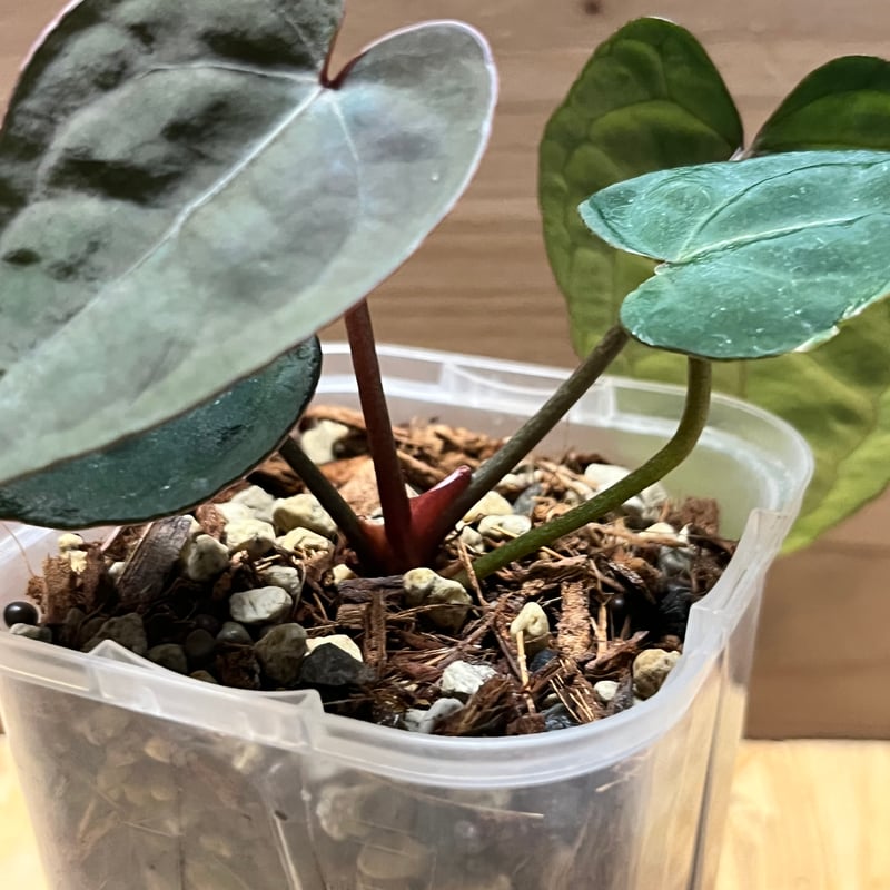 アンスリウム エース オブ スペード | GREEN LUCK