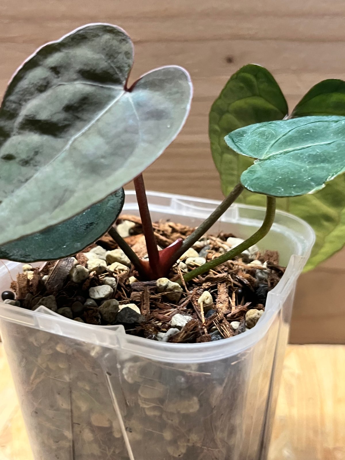 アンスリウム エース オブ スペード | GREEN LUCK