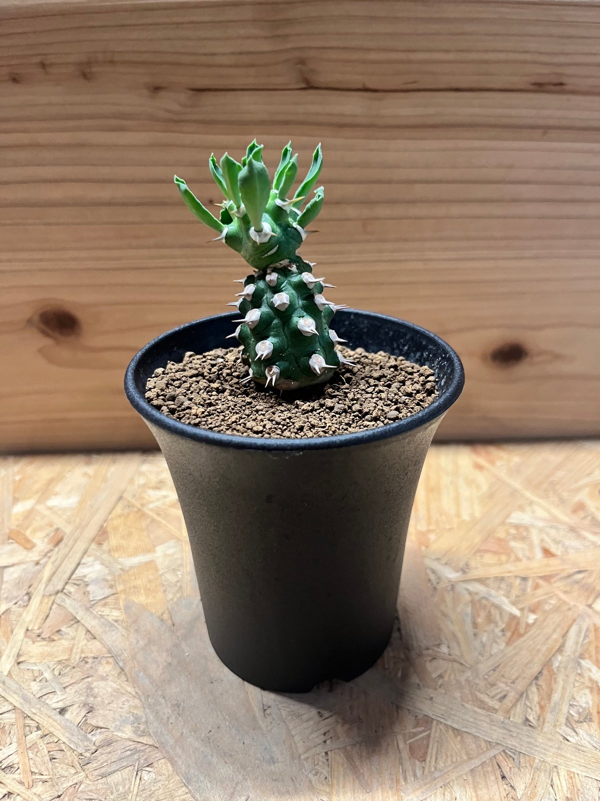 珍品】ユーフォルビア トム綴化 cv. 'Tom' f.crist 多肉植物 珍品