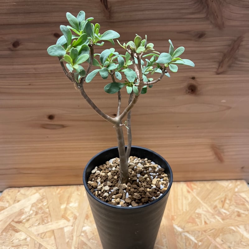 オントナ アルブスクラ 灌木 塊根植物 冬型 現地球 オントナ