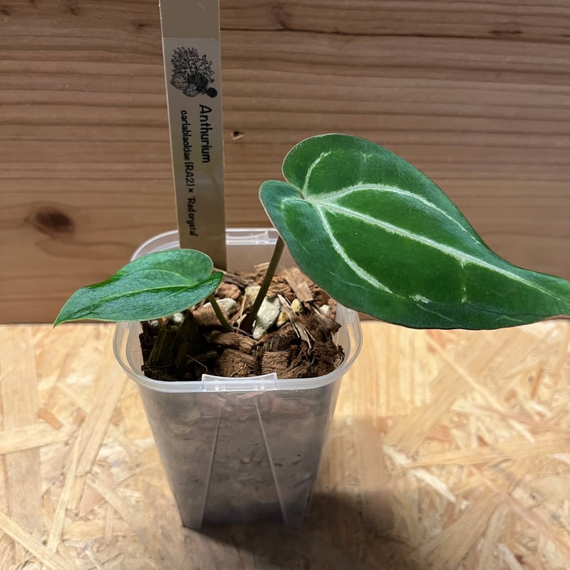 70 アンスリウム　レッドクリスタリナム×［ブラックウィドー×ミシェル］期待大株 70 アンスリウム レッドクリスタリナム×［ブラックウィドー