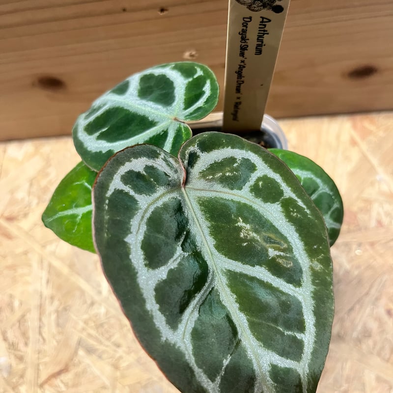 アンスリウム ドラヤキシルバー×エンジェルズドリーム×レッド