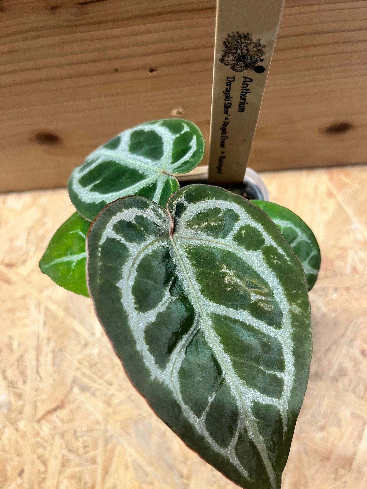 アンスリウム ドラヤキシルバー×エンジェルズドリーム×レッド