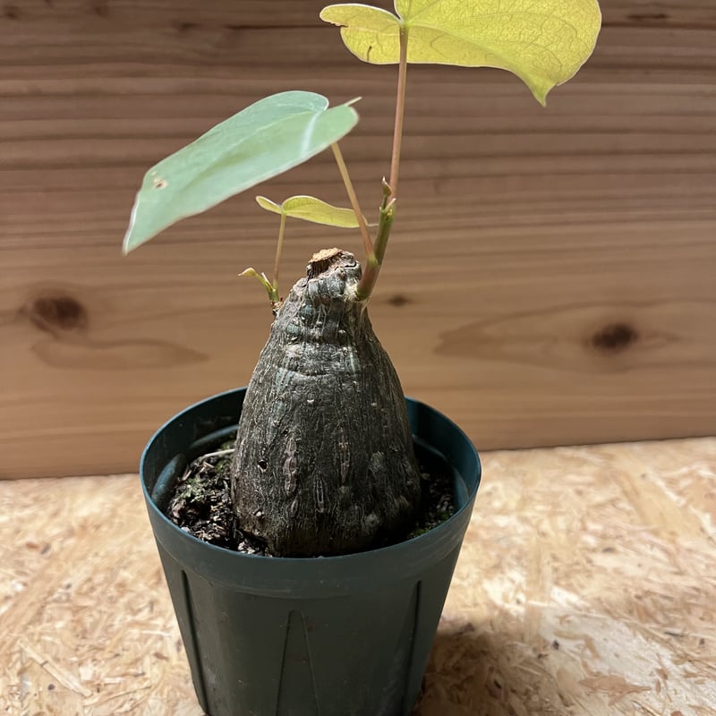 プセウド　ボンバックス　エリプティクム　塊根植物　コーデックス　抜き苗　良型 個性を楽しむ！プセウド ボンバックス エリプティクムの管理