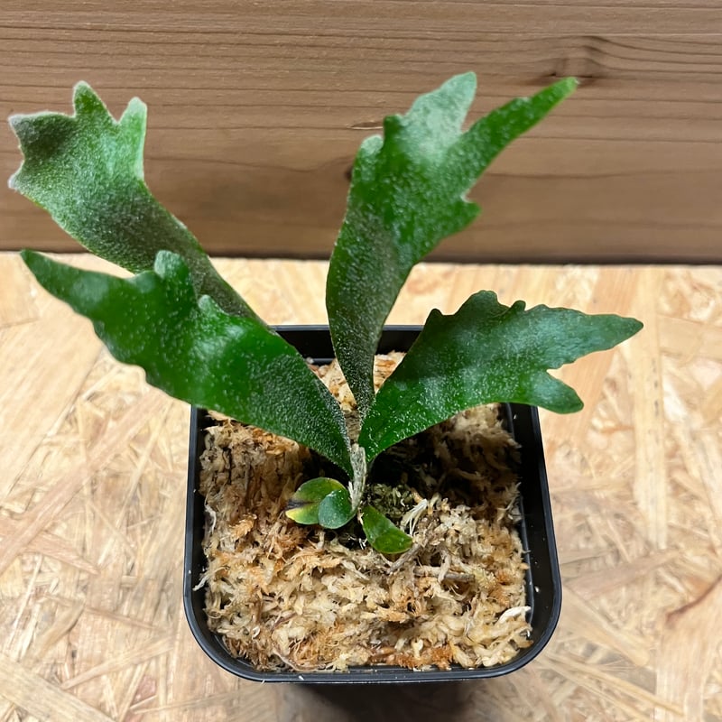 ビカクシダ シュプール | GREEN LUCK