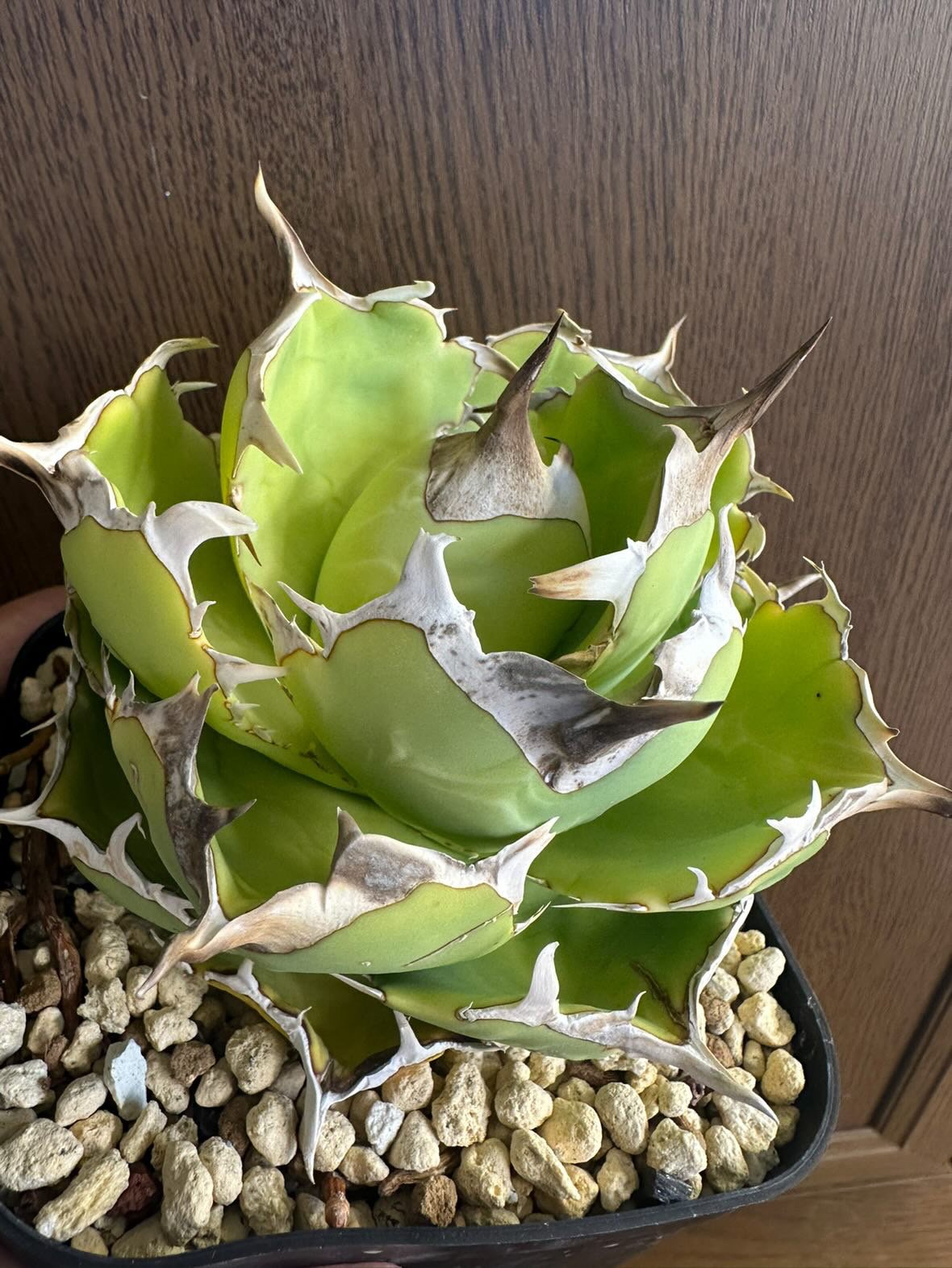 現物出品　アガベ　チタノタ　アングリーハート　AngryHeart Agave original