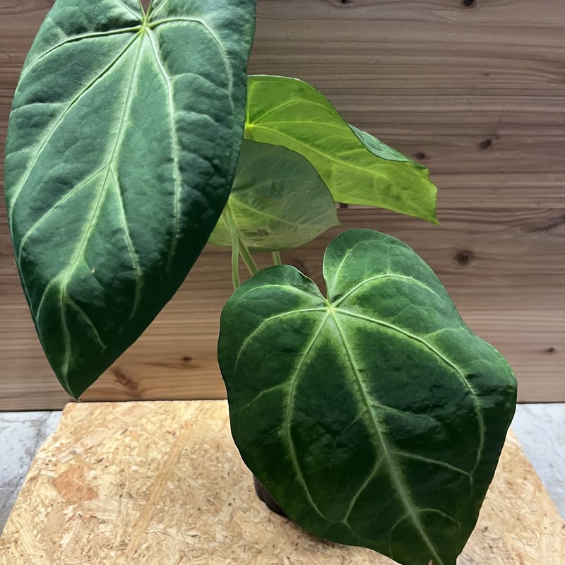 アンスリウム マグニフィカム | GREEN LUCK