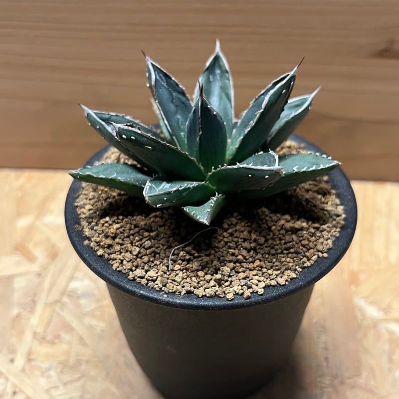 アガベ 笹の雪 コンパクタ | GREEN LUCK