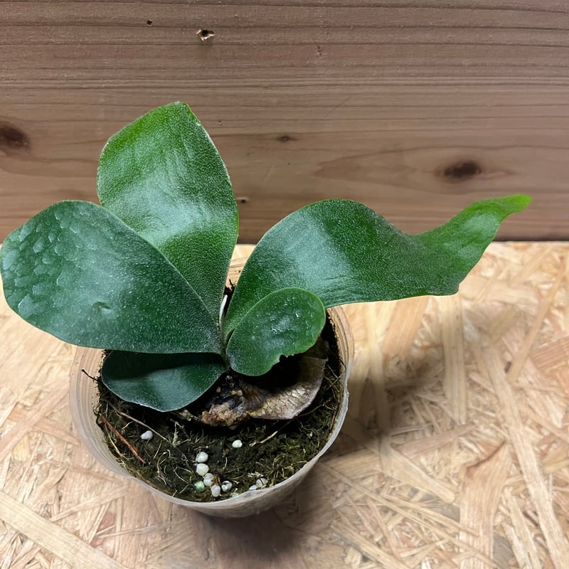 ビカクシダ フーンシキ | GREEN LUCK