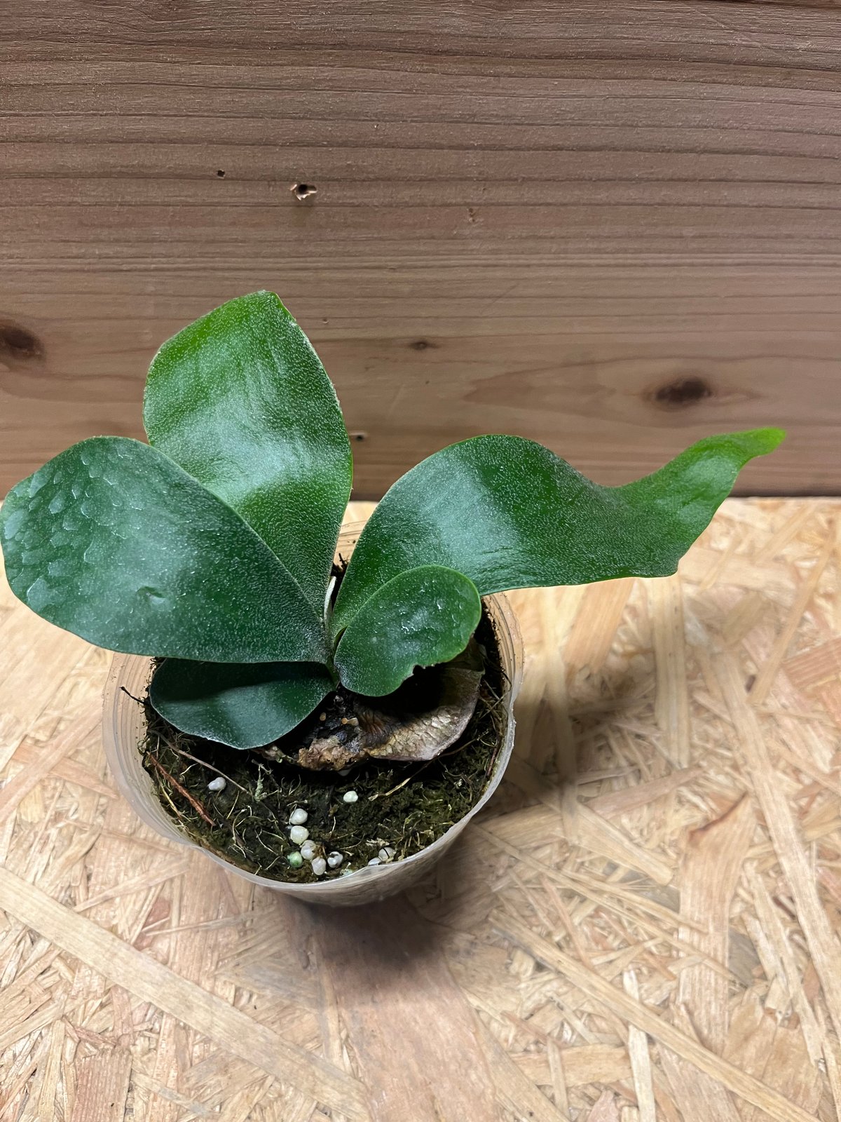 ビカクシダ フーンシキ | GREEN LUCK