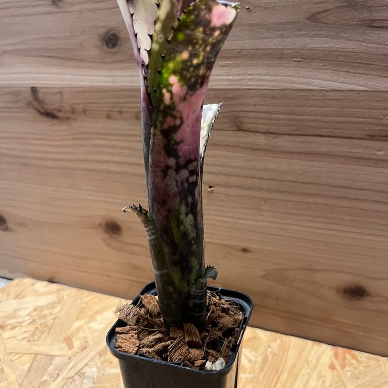 ビルベルギア ミッドナイトサン　① ビルベルギア ミッドナイトサン ① 現品】ビルベルギア