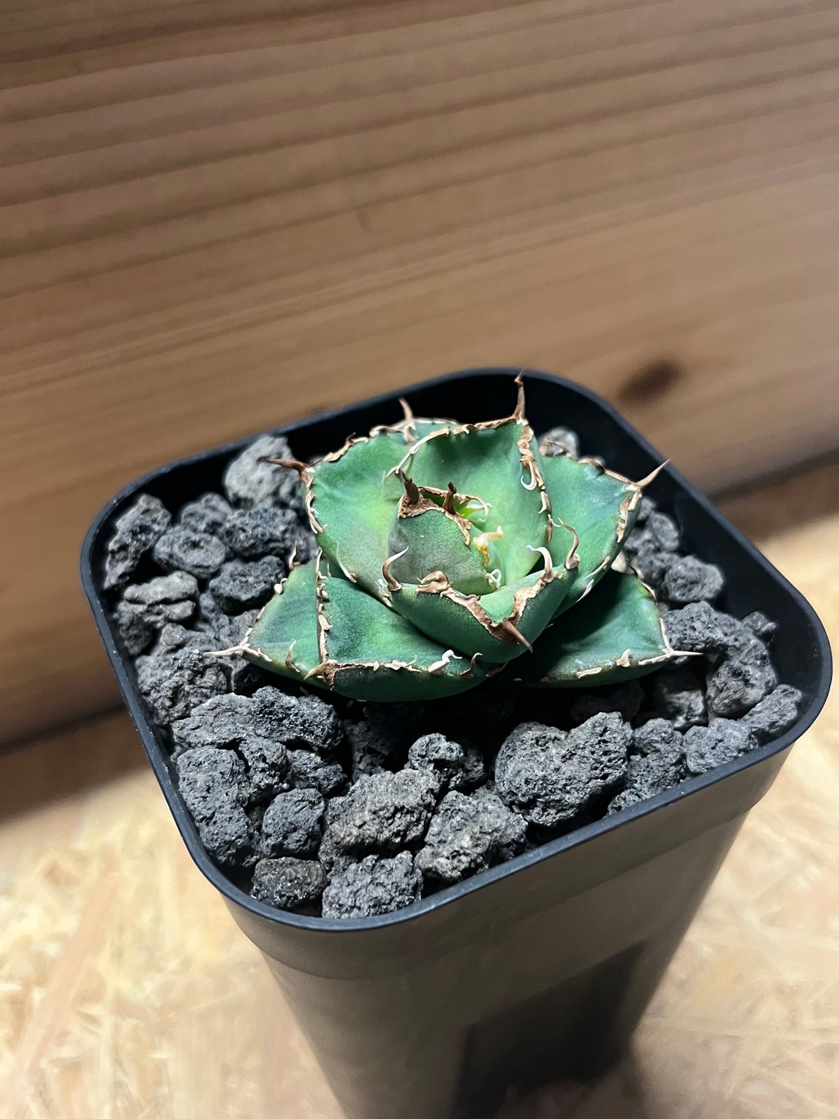 アガベ チタノタ チャム | GREEN LUCK