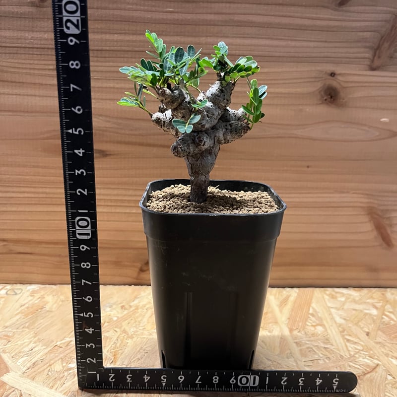 センナ メリディオナリス | GREEN LUCK