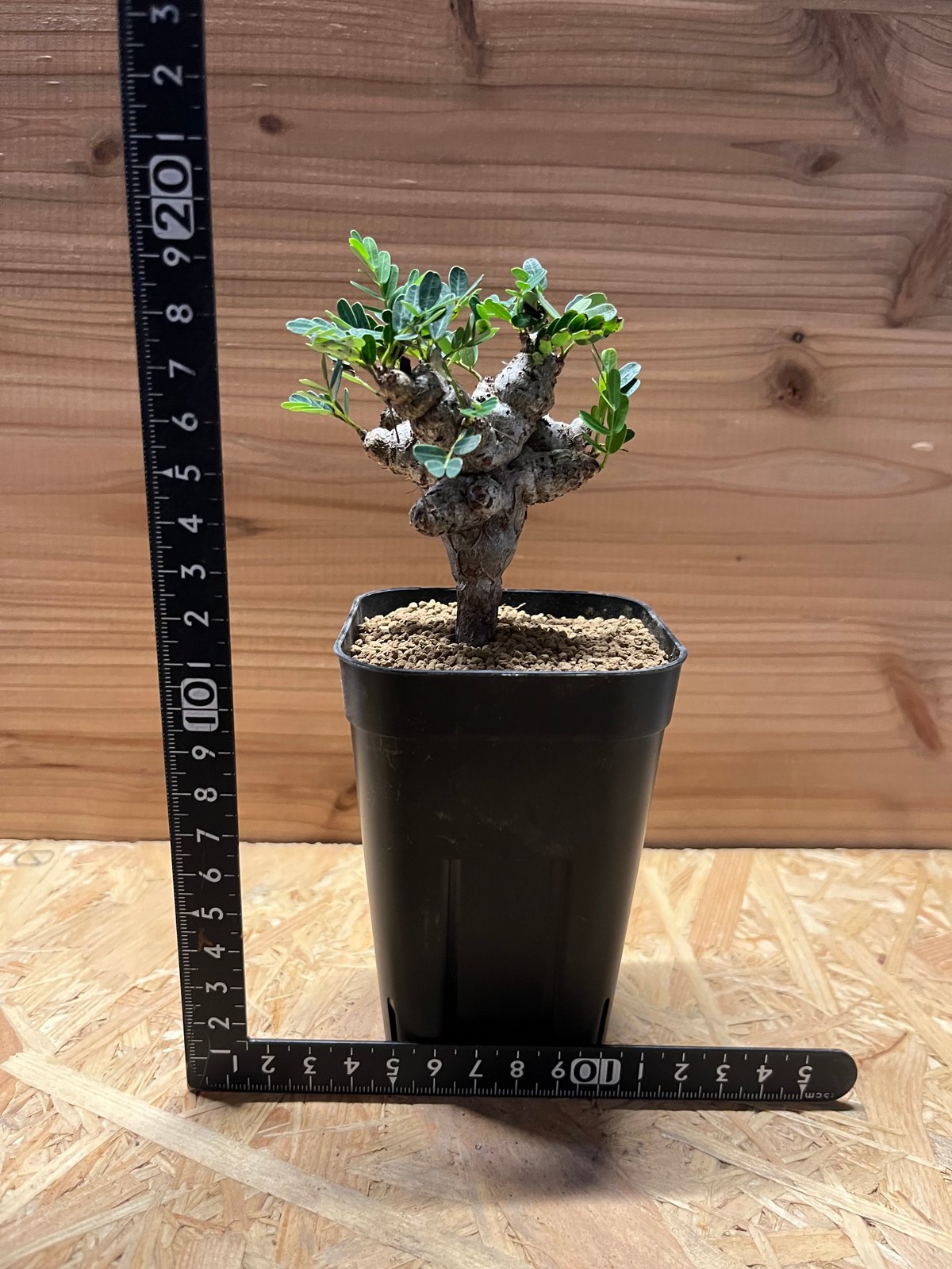 センナ メリディオナリス | GREEN LUCK