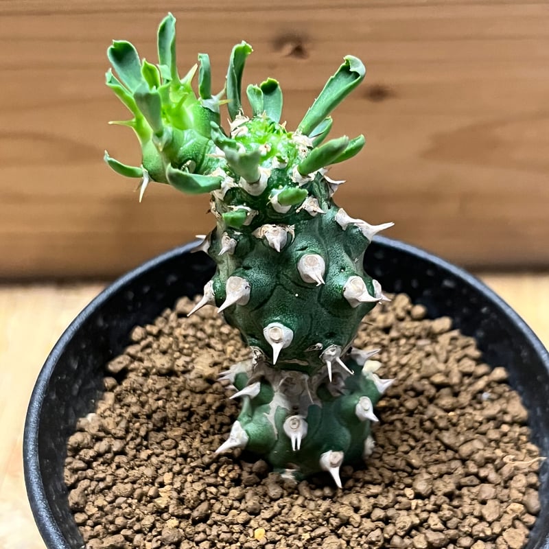 ユーフォルビア cv.トム | GREEN LUCK