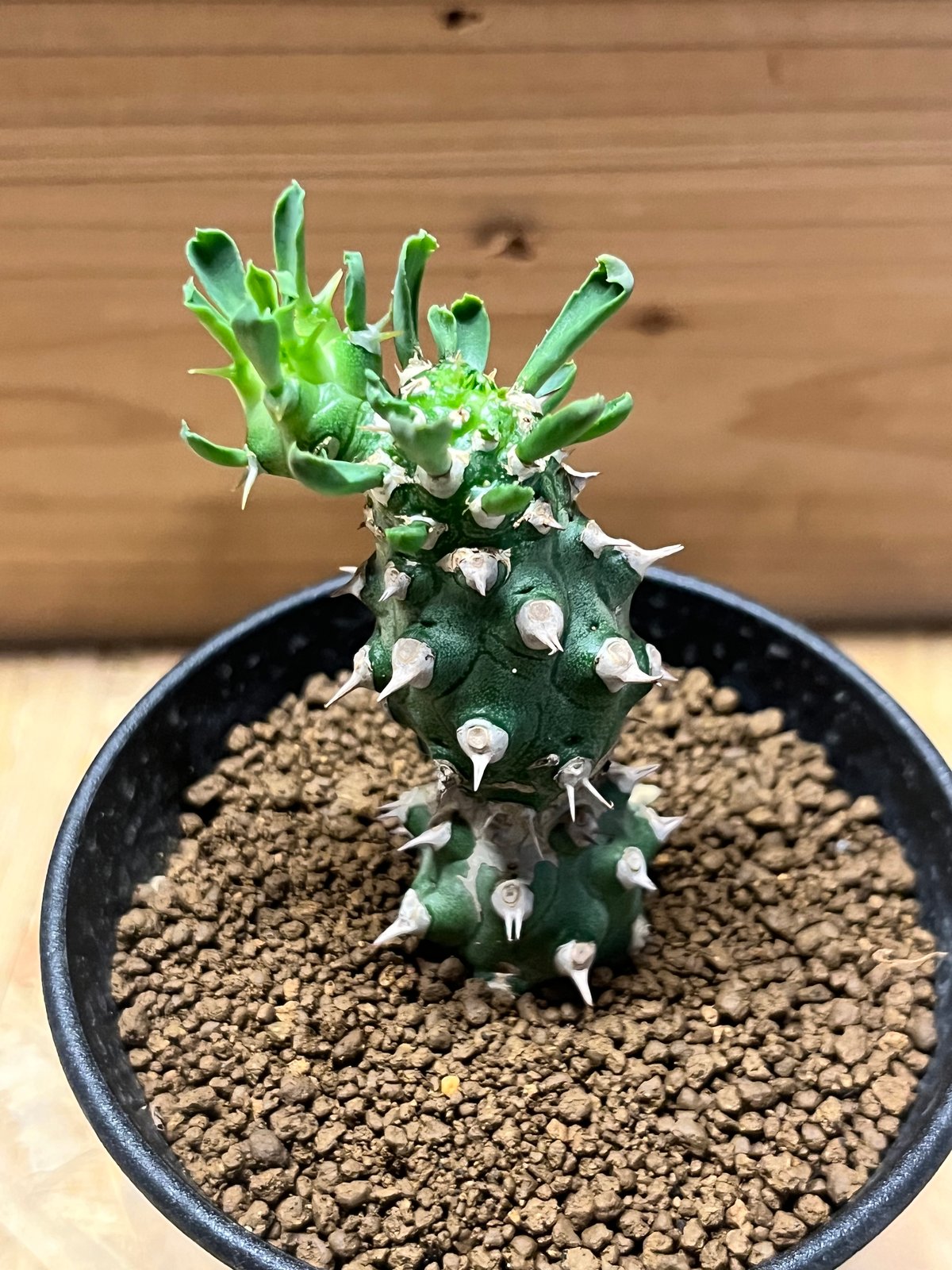 希少 Euphorbia cv.Tom ユーフォルビアcv.TOM ②極太良型 ユーフォルビア cv.トム | GREEN LUCK