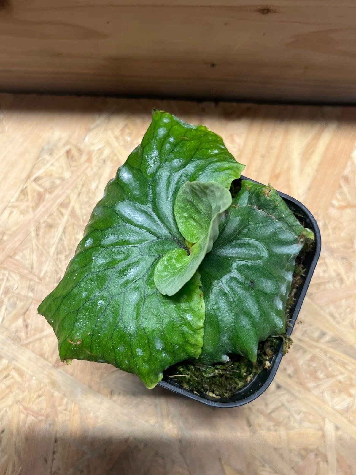 ビカクシダ マダガスカリエンセ | GREEN LUCK