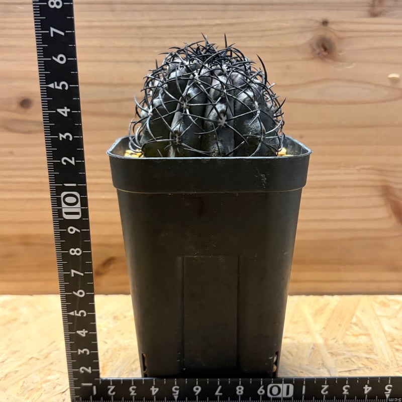 週末SALE✨現物①点限り✨超激レア✨黒棘　デュラ接降群生　コピアポア　抜き苗 コピアポア グリセオビオラセア | GREEN LUCK