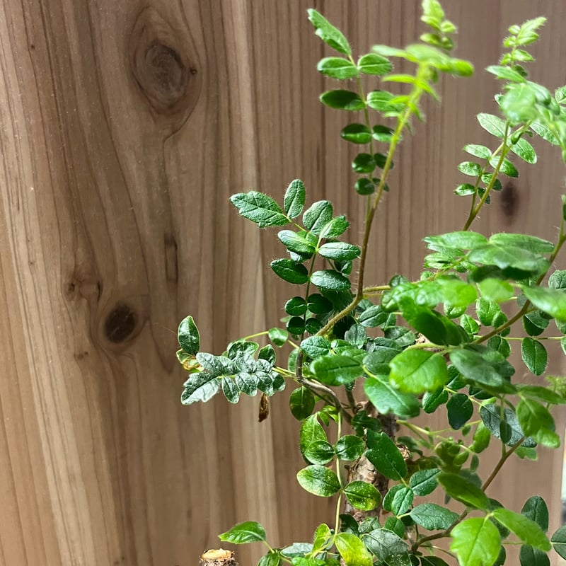 コミフォラ モンストローサ | GREEN LUCK